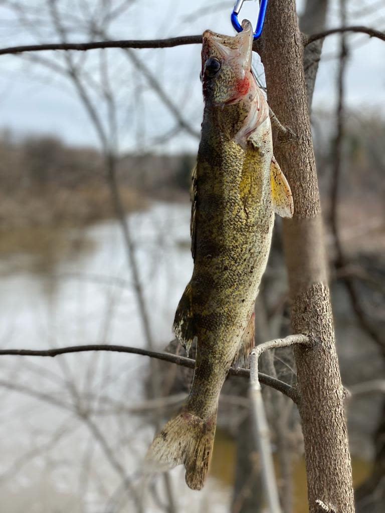you cannot believe how many fishes you can catch in this river. most of the fishes are walleye but we got catfishes, a northern Pike, and some Carps as well. 