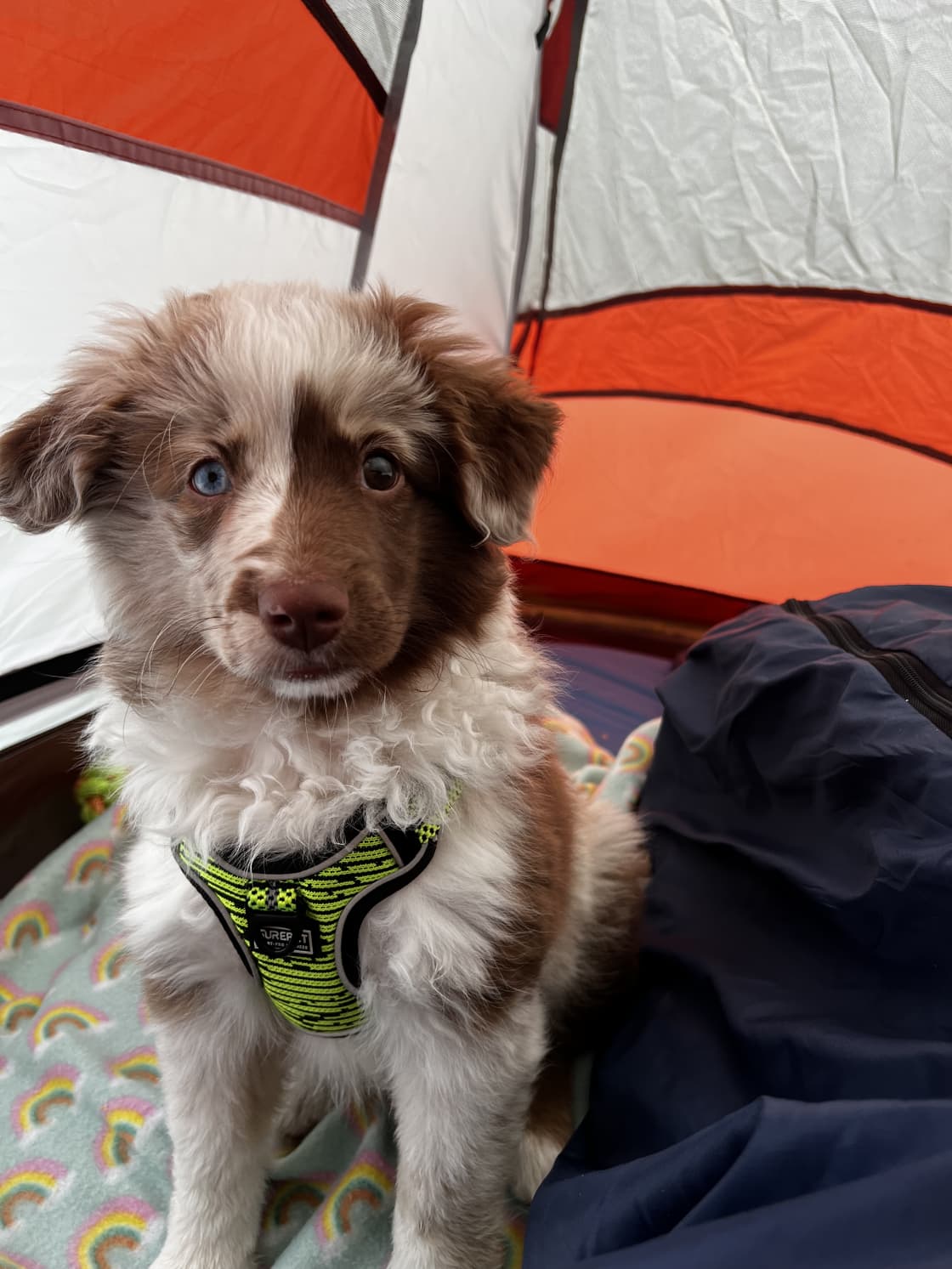 My dog enjoying the tent. 
