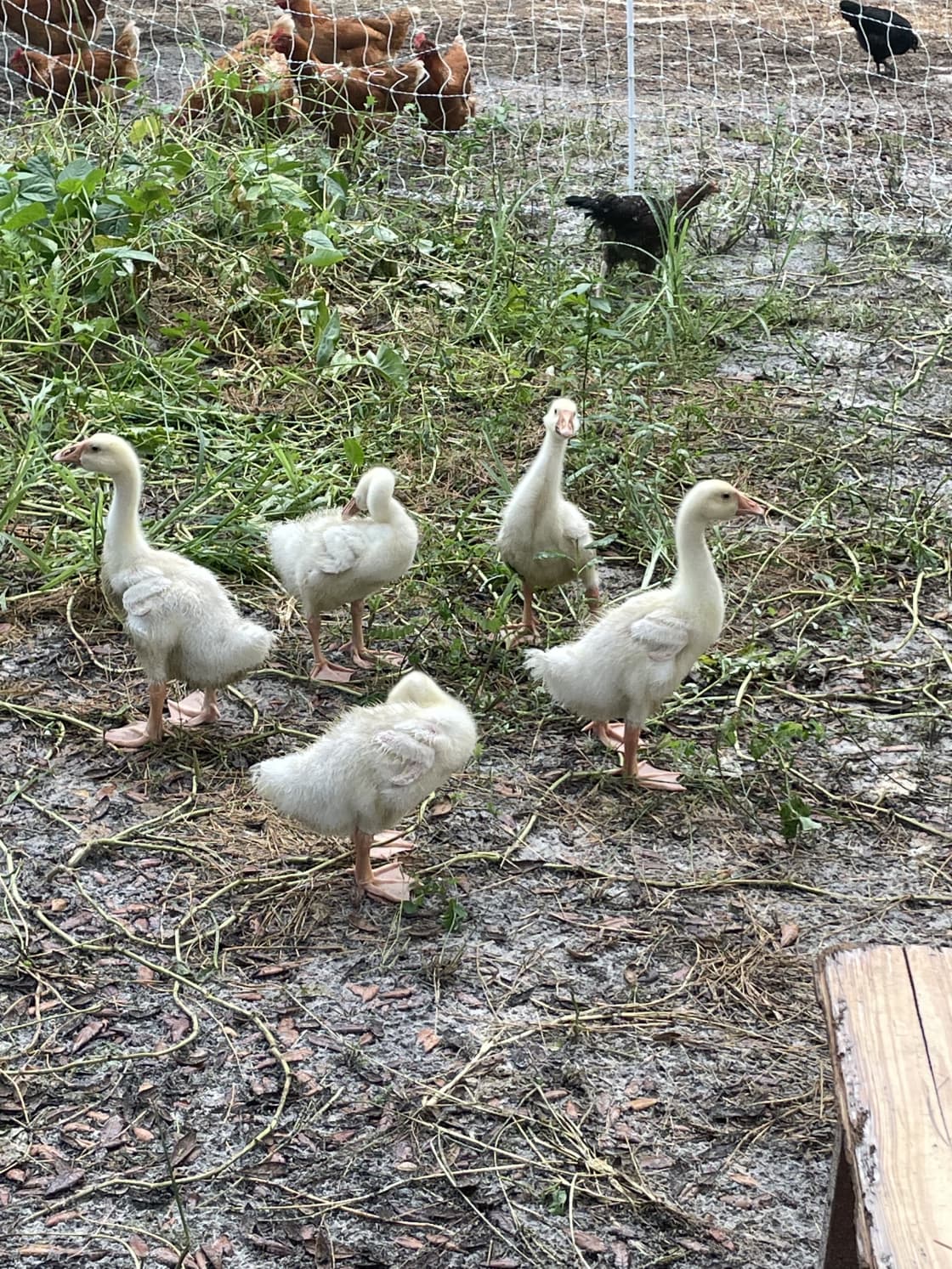 Baby geese! 