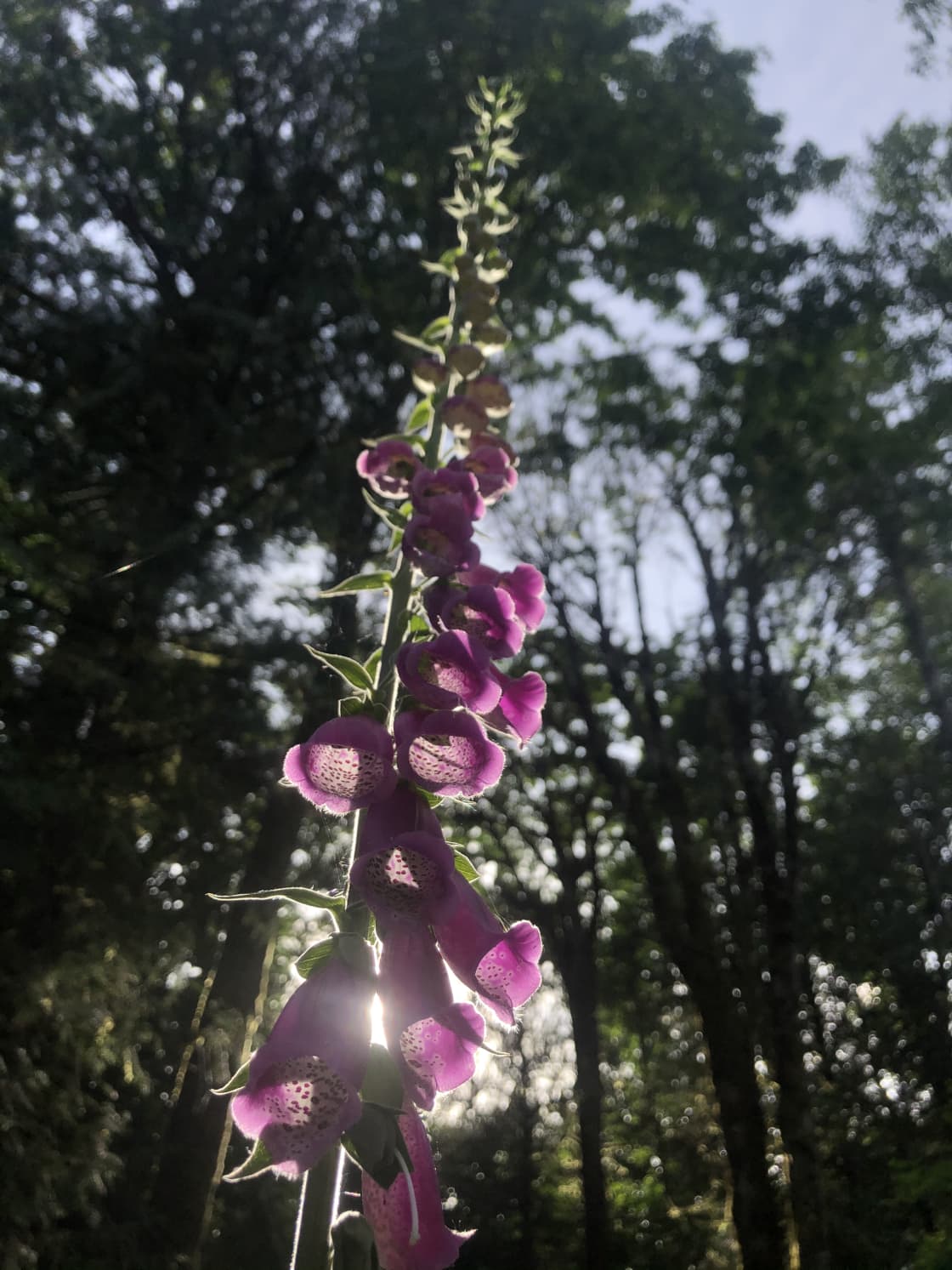 FoxGlove in Bloom! Beautiful and Dangerous (very poisonous to eat, but you may touch it!)
