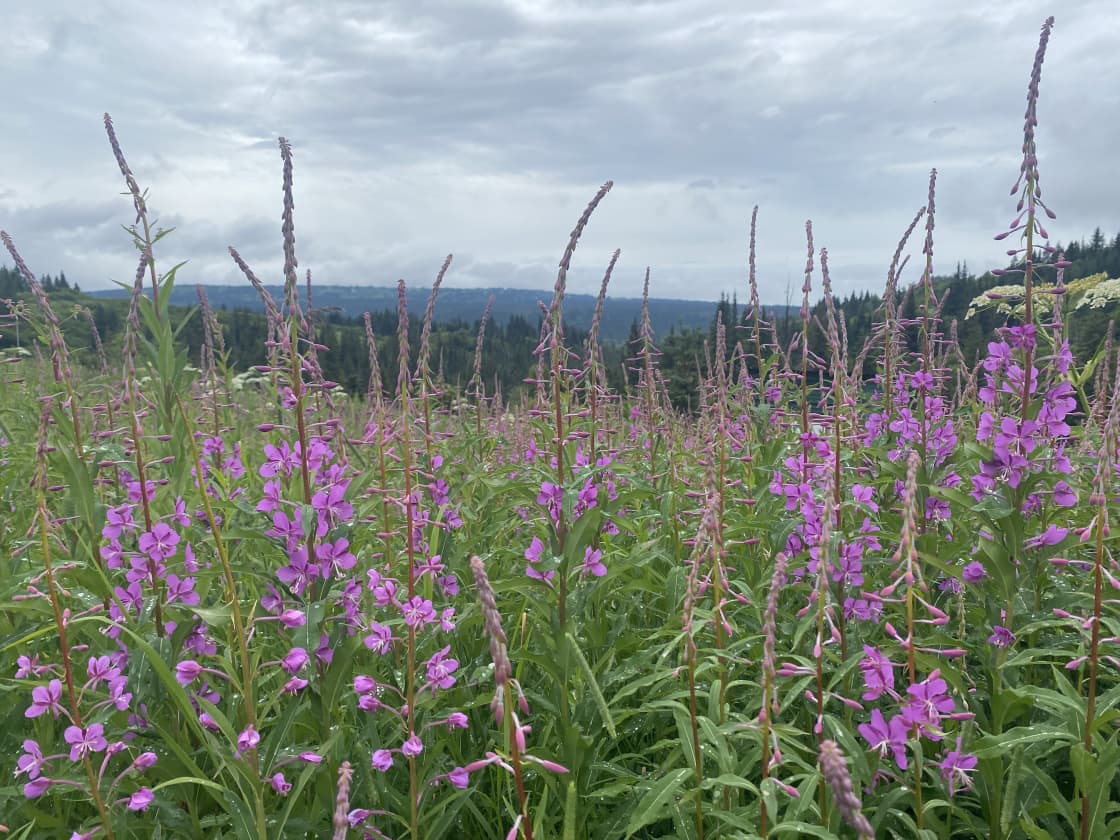 Come experience the glory of the alpine fireweed and wildflower meadow growing up to 7’ high