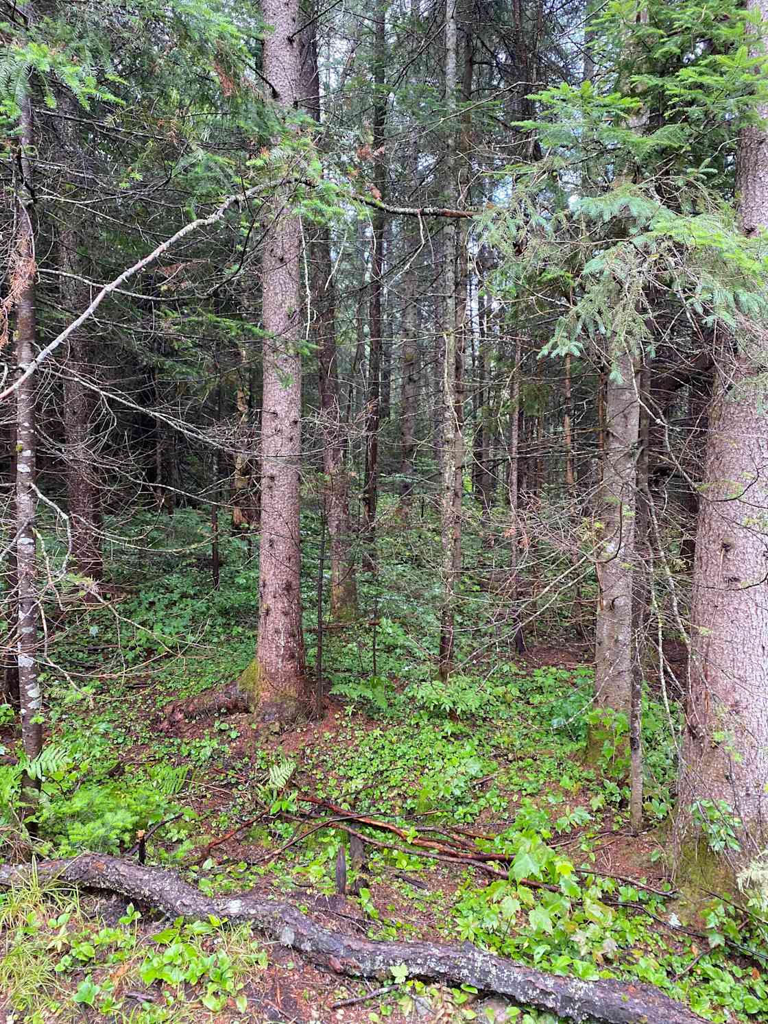 Bearview Farm Hipcamp in Mc Murrich/Monteith, Ontario