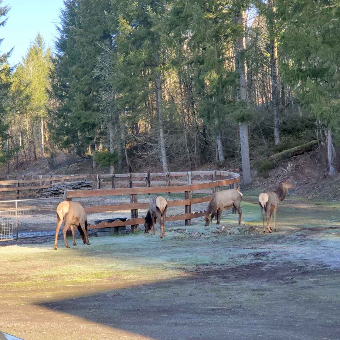 Elkridge Estates Hipcamp in Ravensdale, Washington