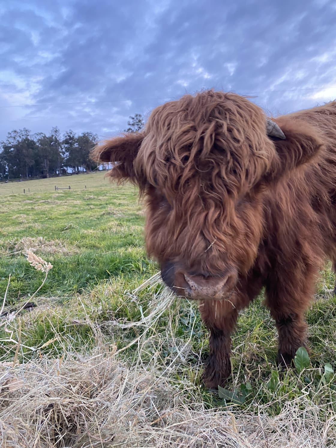 Teddy, our Scottish Highland bull, in closeup.