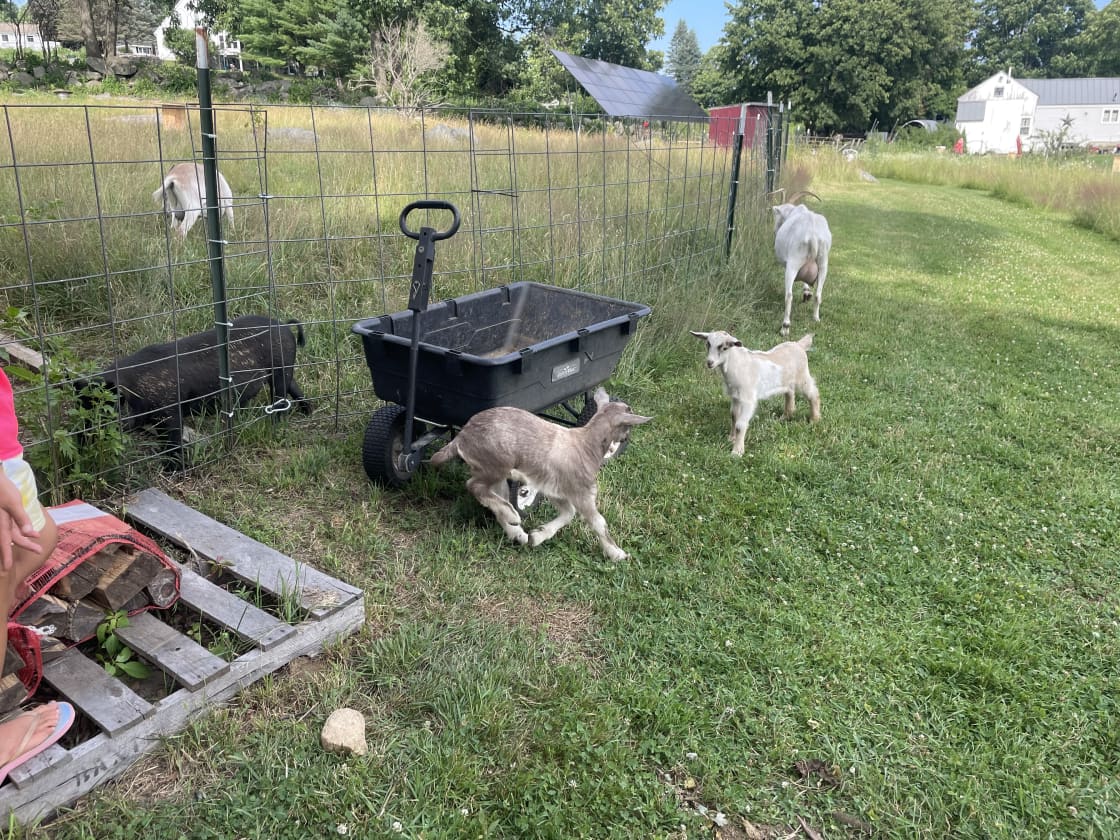 Rosy Goat Farm
