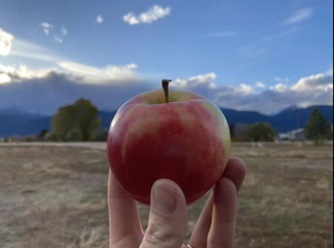 One of our Honeycrisp apples! 
