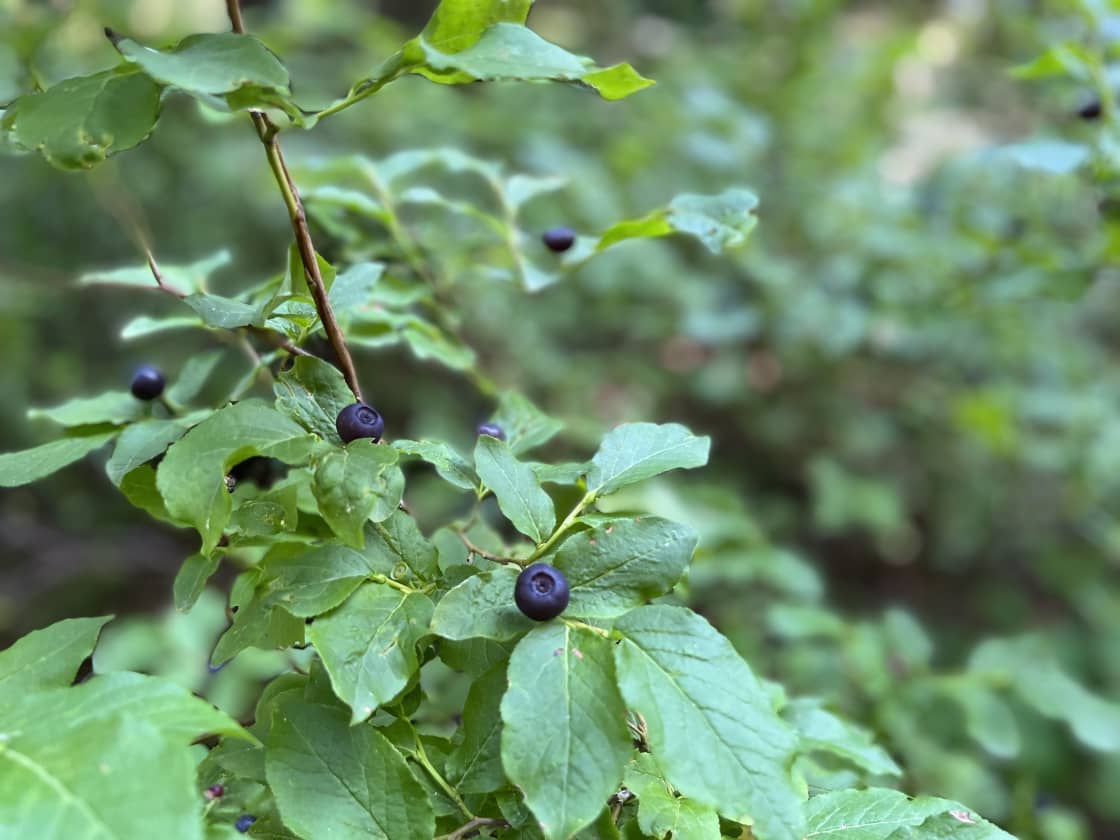 Huckleberries for days. All you have to do is explore the property. 