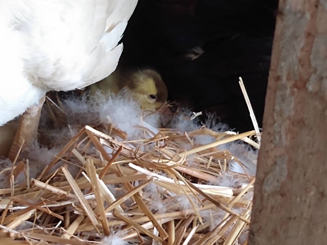Newborn Homestead Ducks