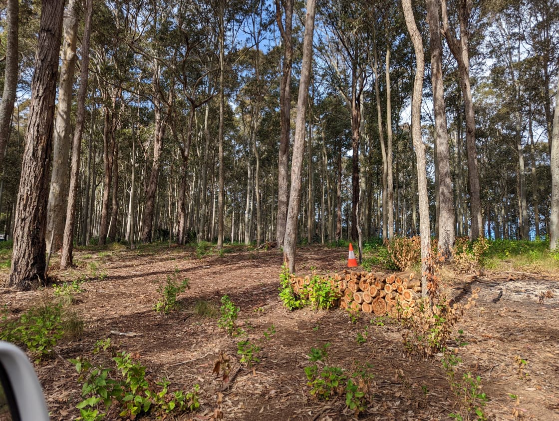 Site 2 NE  Spotted Gum Sunrise  Easy access , dappled shade, amongst the spotted Gums. 3 entrances,very close to lake. 