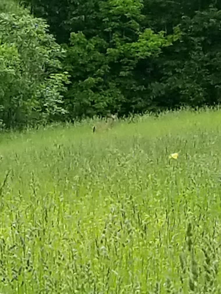 Look closely and you can see the mama deer protecting its fawn in the fields