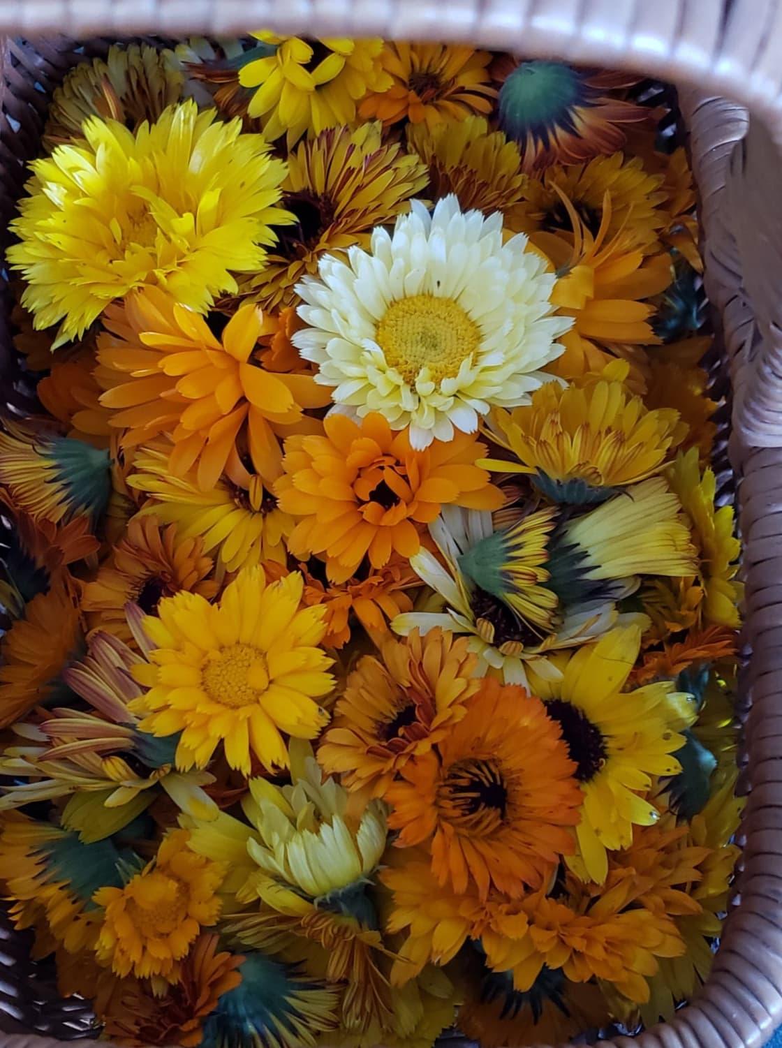 Garden harvested Calendula flowers in July