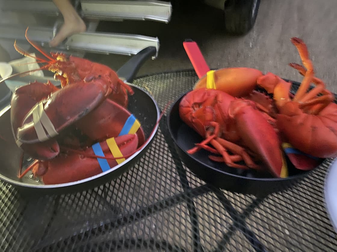 Steamed lobsters at the campsite from Days market 