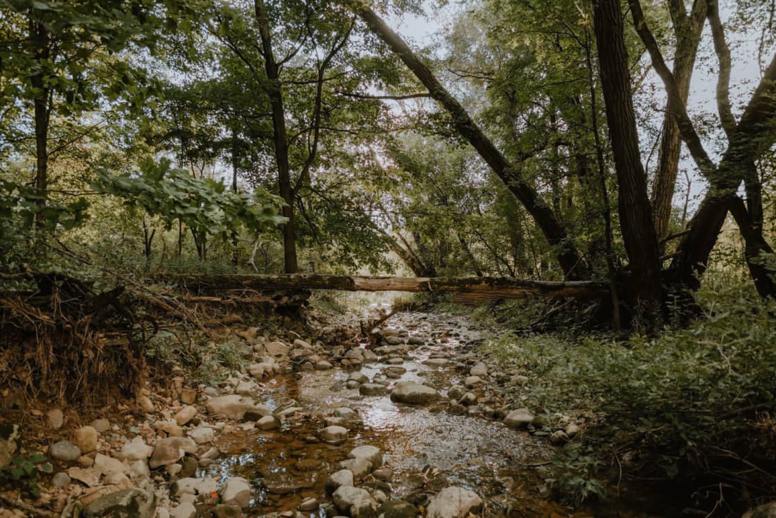 Take in the beauty of the creek in the woods.