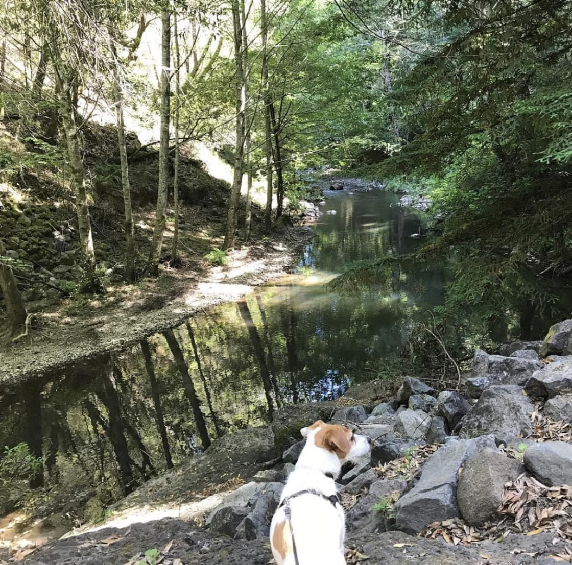 Mt Tam watershed - dog-friendly hike to Cataract Falls. Early Summer