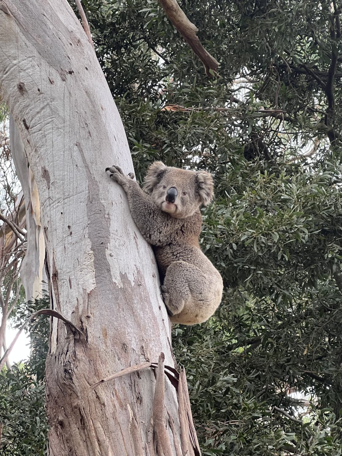 Pluto our resident koala..!