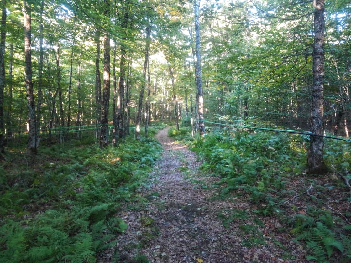 The woods road leading to the site.