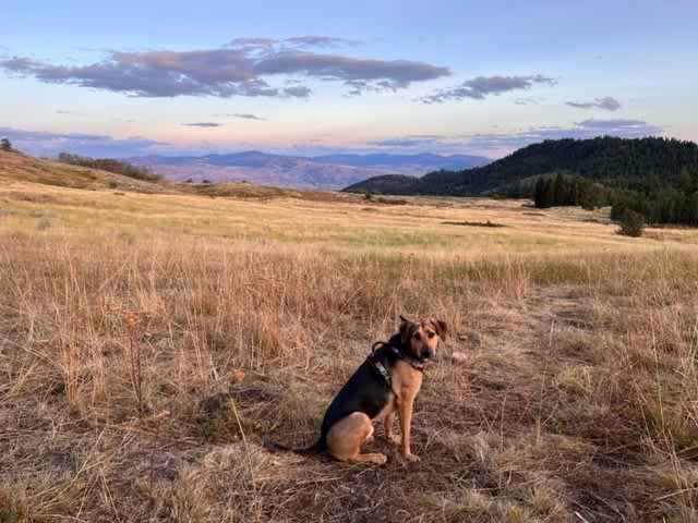 Bixby enjoying the great outdoors. 