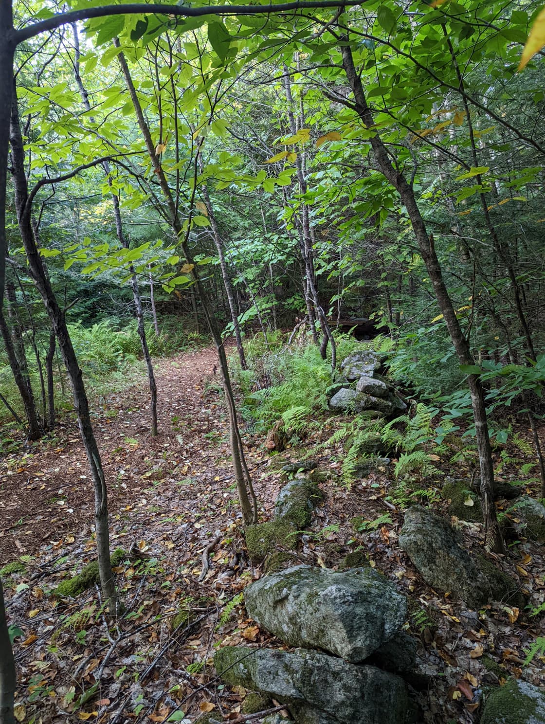 Rockwall Path through woods