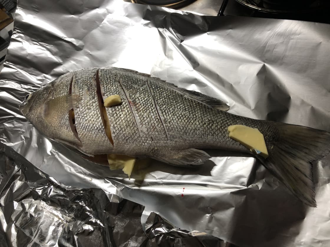 Silver perch for dinner