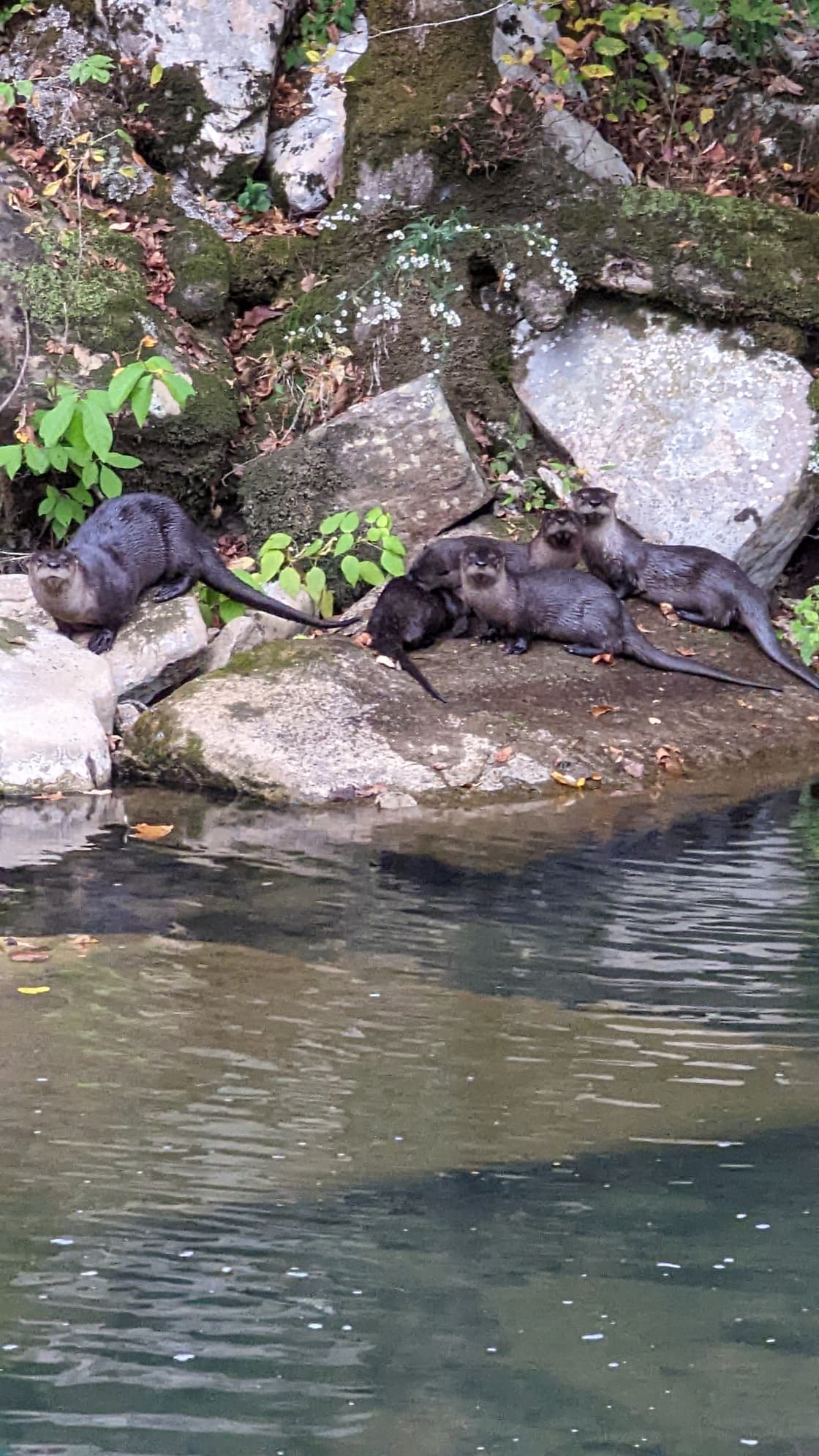 We woke up to a family of otters across the creek! 