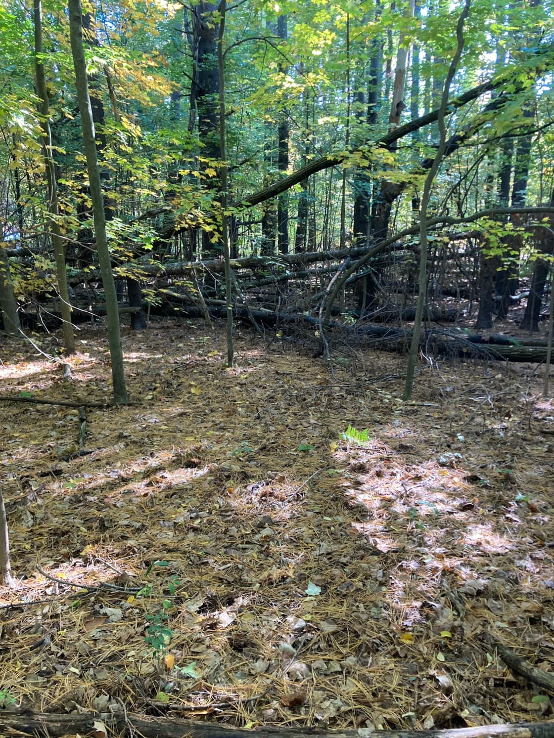 There are several flat spots deeper in the woods that would be great for those seeking more seclusion. 