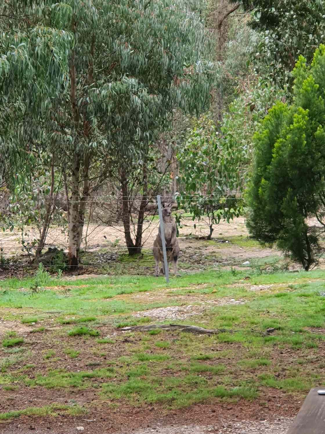 The Gums Bush Block Hipcamp in Ballarat, Victoria