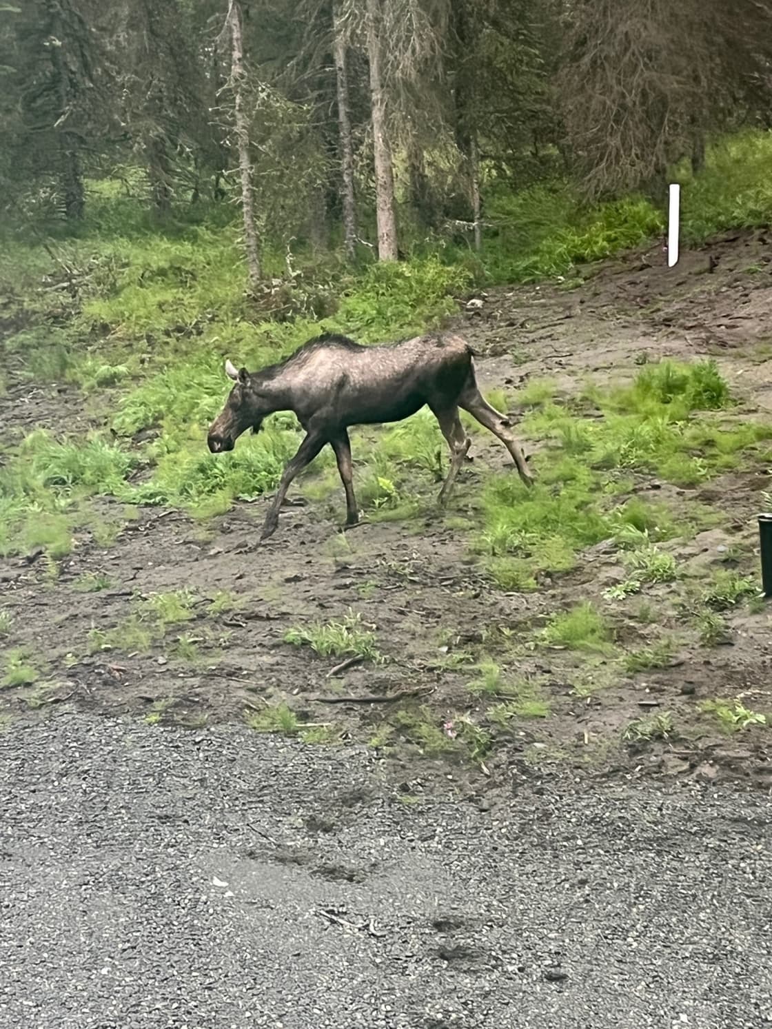 Moose on the loose. 
