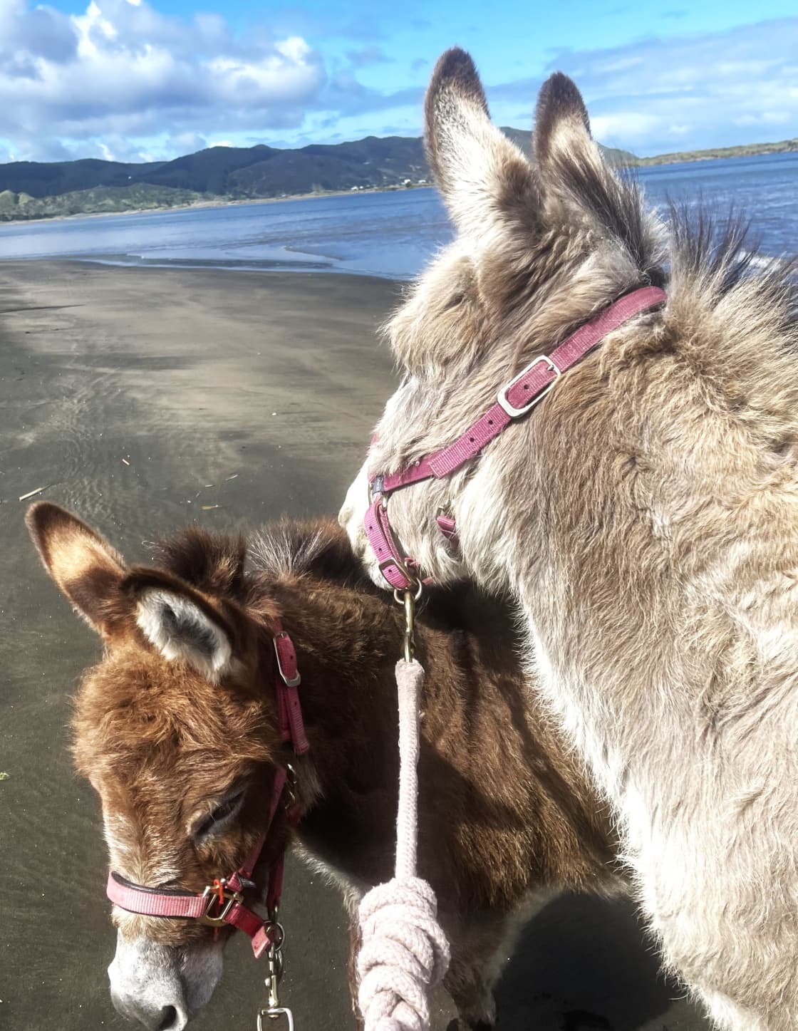 Duke & Daisy enjoying a beach walk