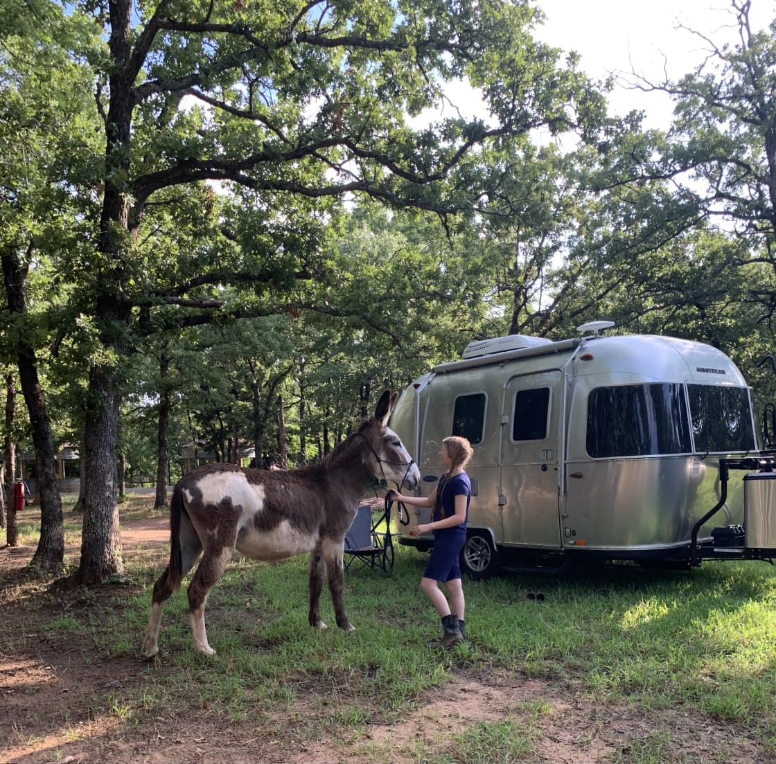 Airstream at Hope Hill gets a visit from one of the mammoth donkeys (Sparrow!)