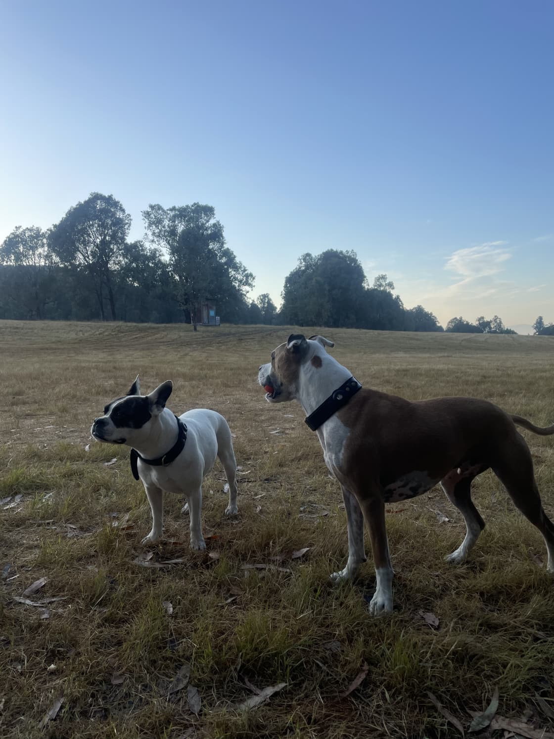 Dogs of the Dawn 