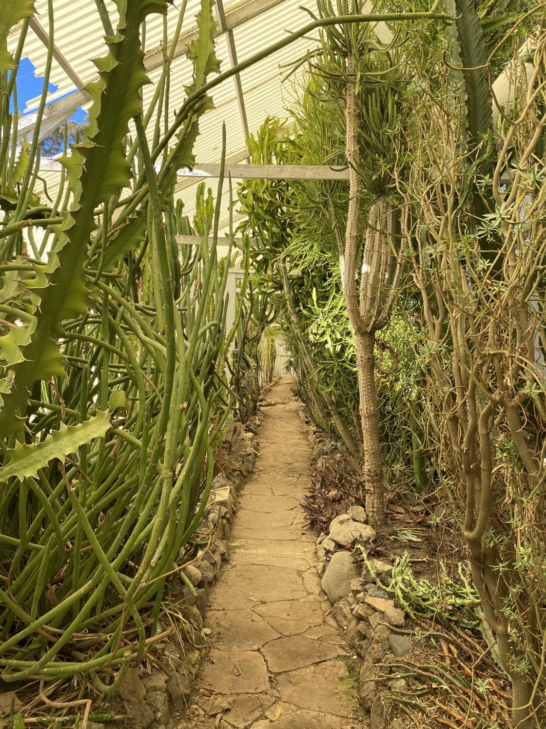 Cacti greenhouse
