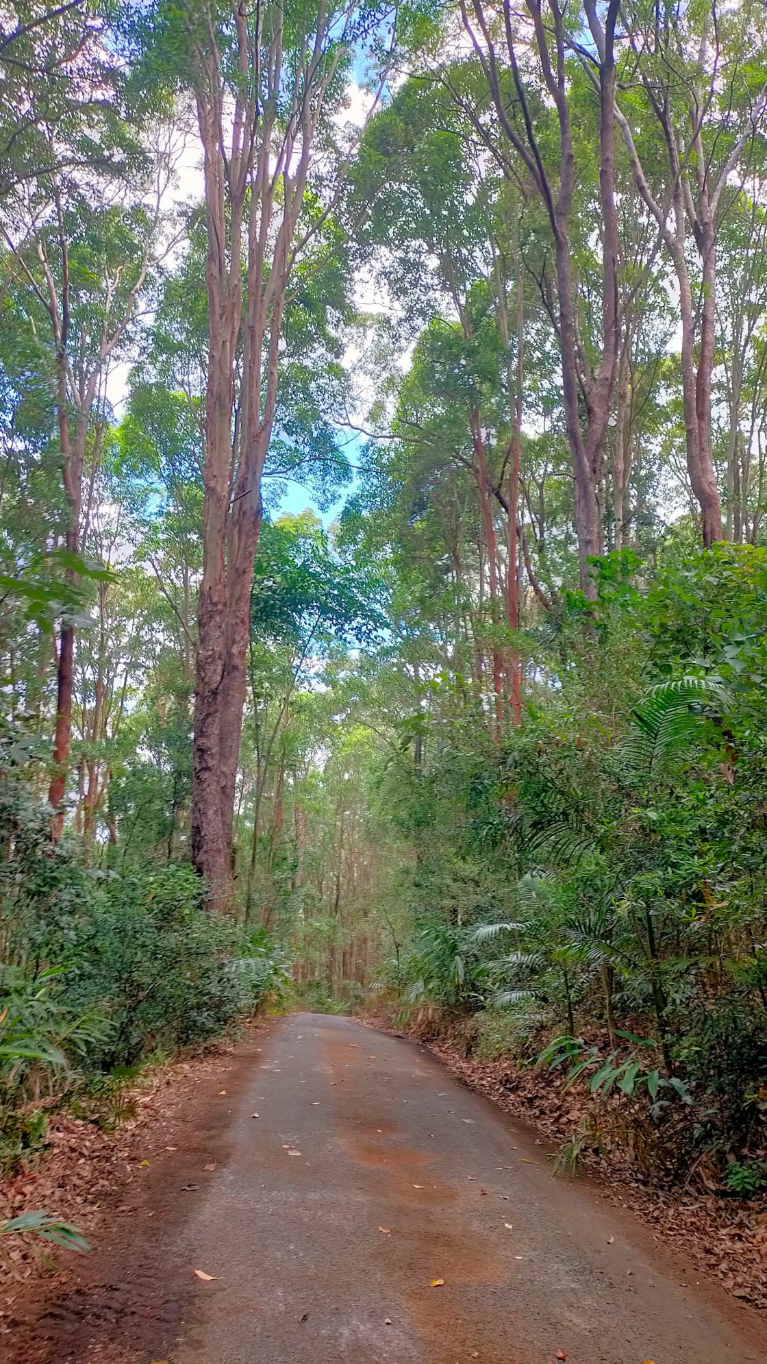 Binalong Forest Retreat