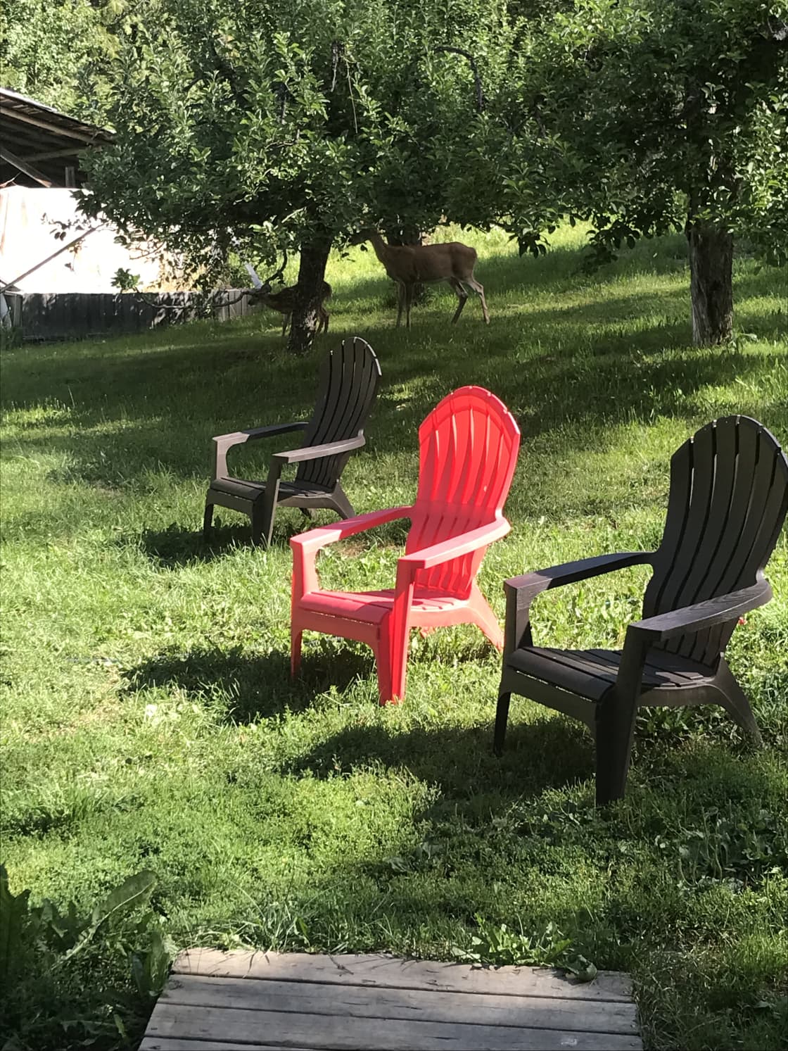 We share our space with many deer. 