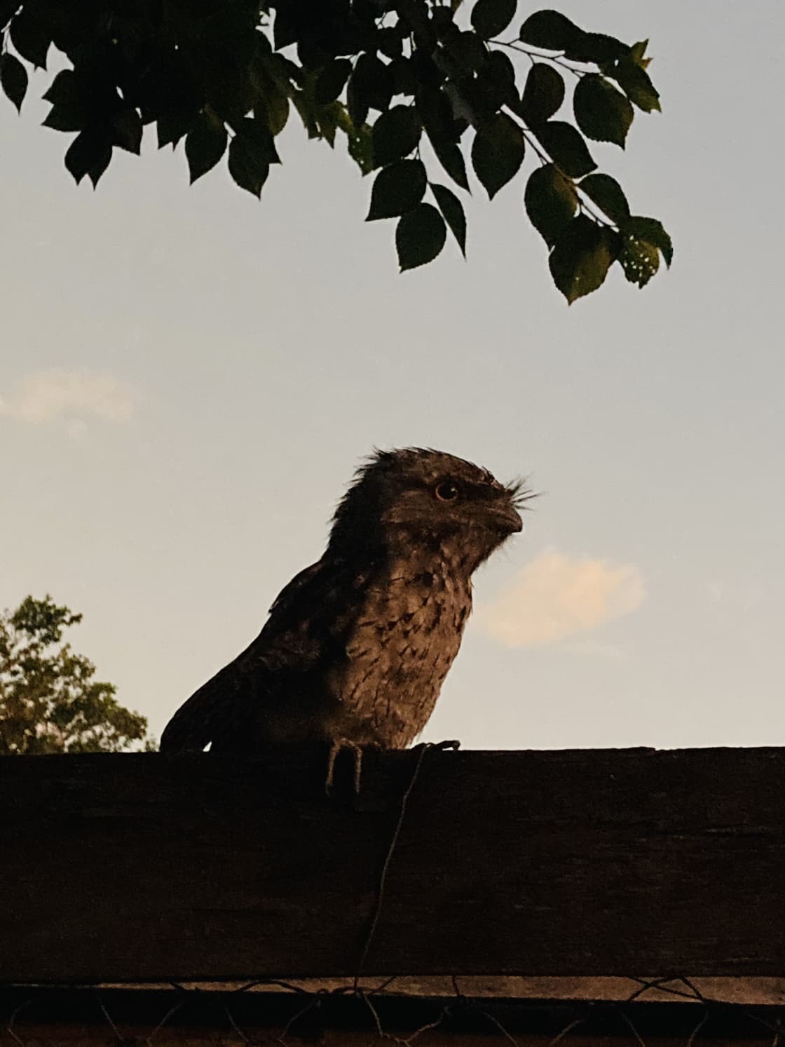 Tawny Frogmouth owl - part of a family living here at Teviotville Scenic Retreat