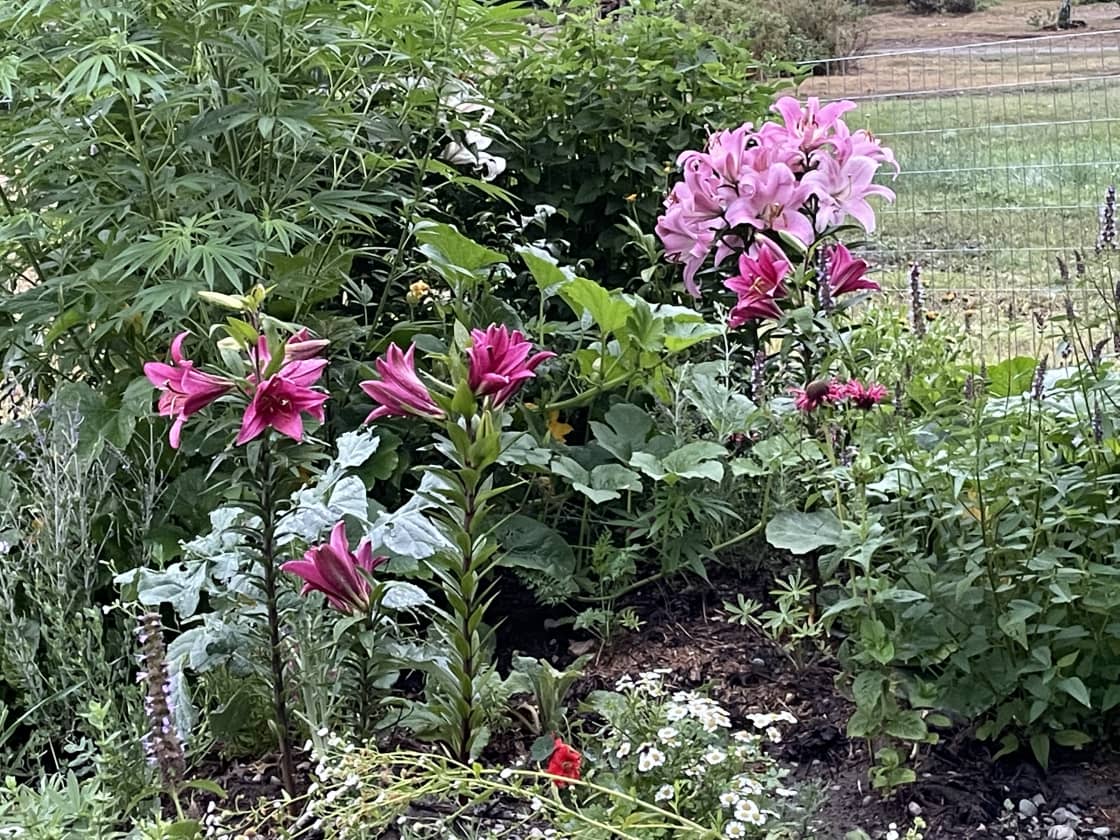 Gardens around the property feature lilies, Agastache and other herbal medicines
