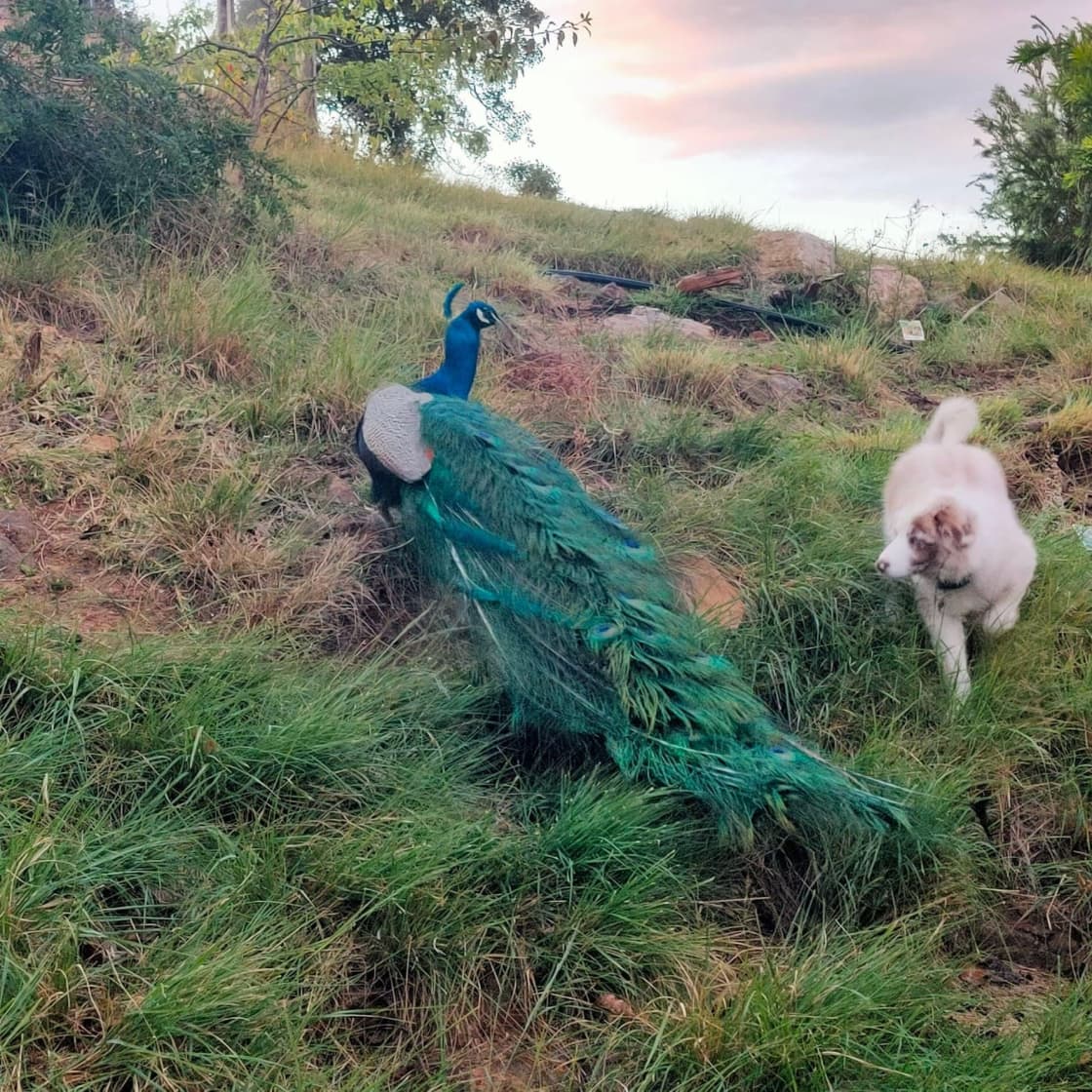 Zelda playing with the Peacock 