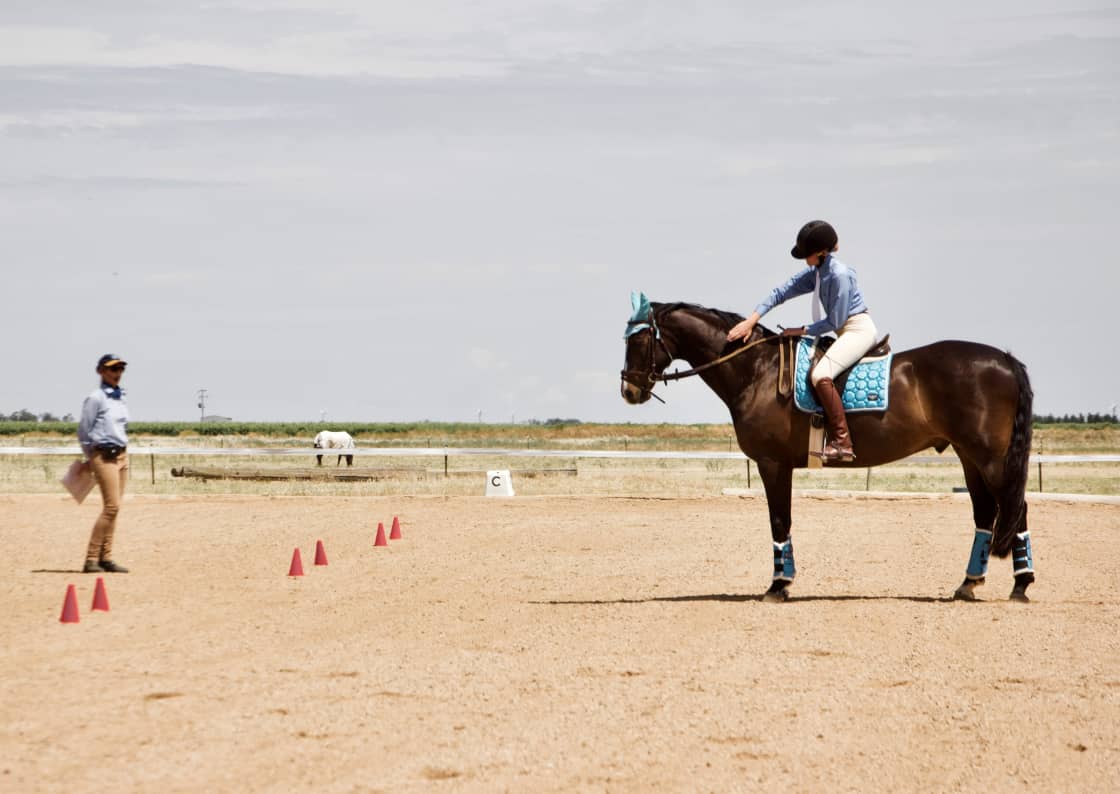Horse riding lessons in the dressage arena.