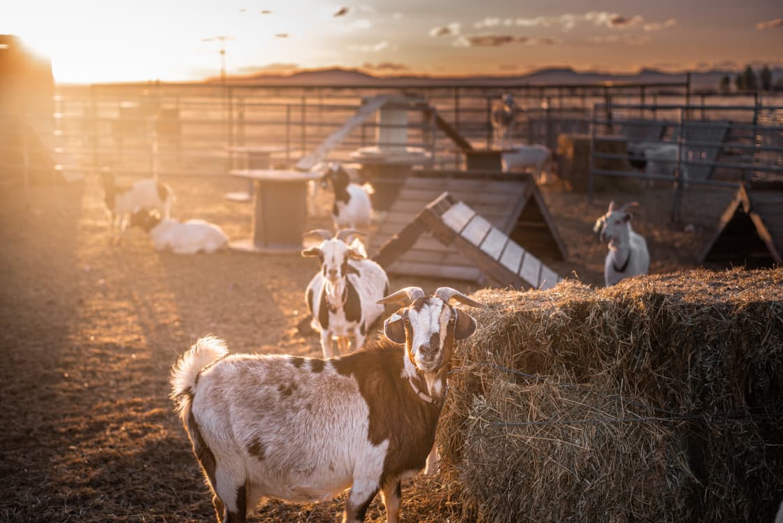 The goats playing in the evening
