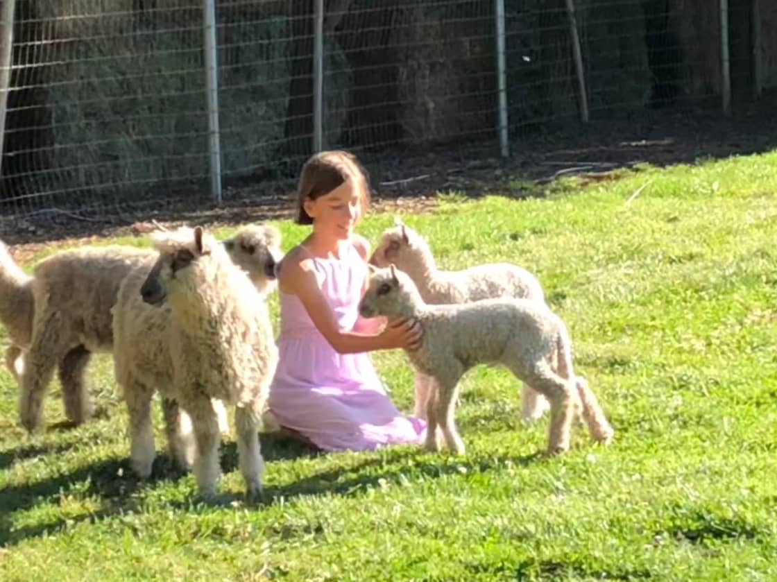 Hay Barn on Working Sheep Ranch