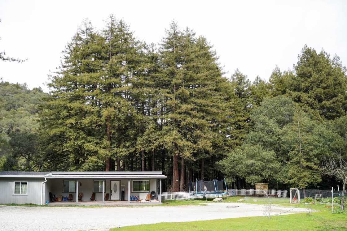 A Retreat Amongst the Redwood Trees