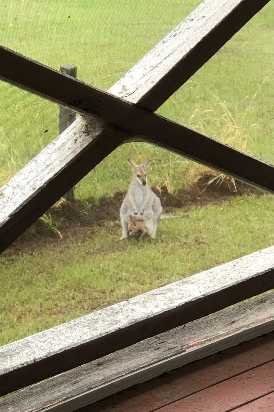 Pretty wallaby mumma and bubba in the house yard today….. they frequent the camp grounds as well. 

March 2023