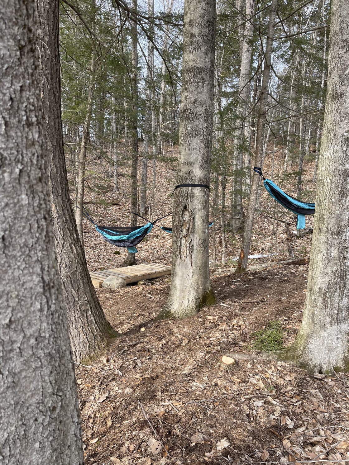 Great trees for hammocks.
We provide you with 3 hammocks.