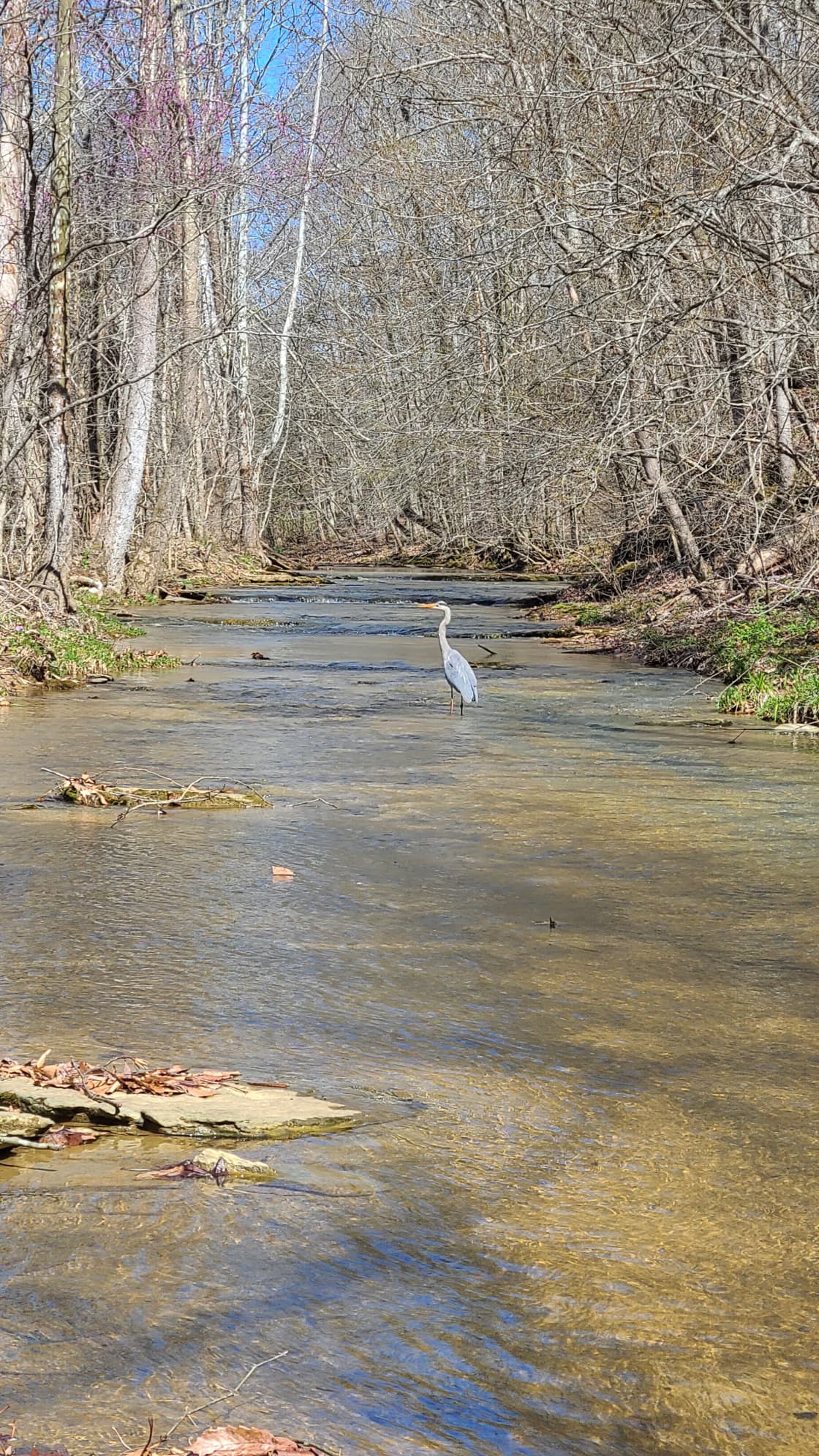 Heron on the Flat Rock Creek