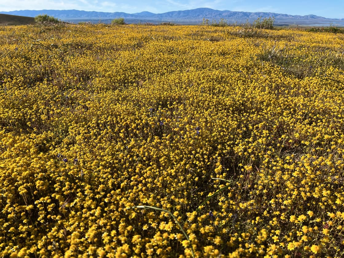 California Poppy & Wildflower Field