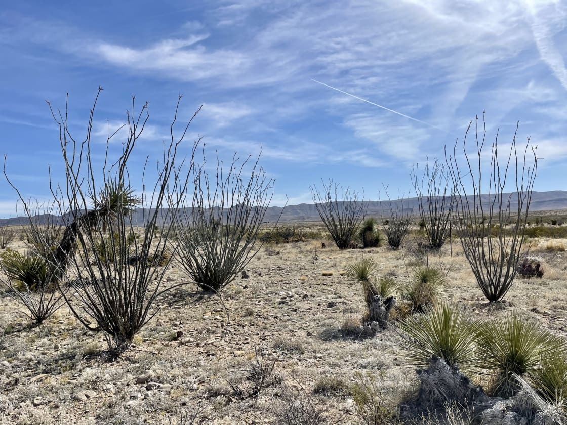 Great desert views in all directions. Those ocotillo are about to bloom!