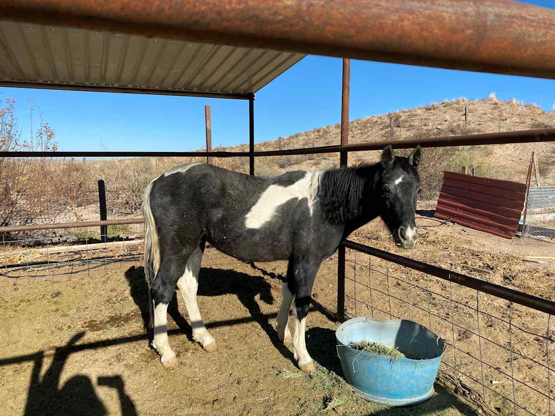 Bad Dog Ranch Hipcamp in Peralta, New Mexico