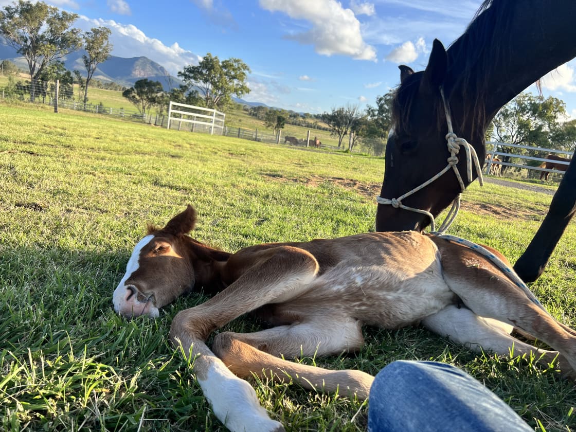 Foaling season is between August & December. Sweet moments with a view 