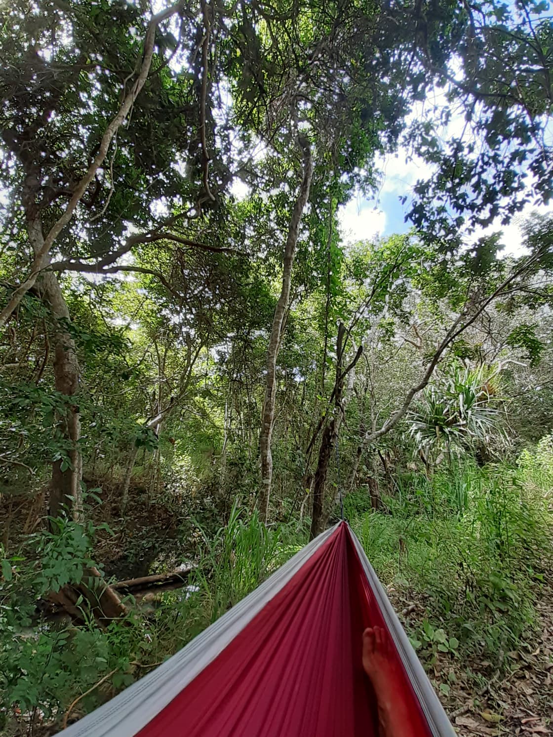 Relaxing in the hammock under the canopy