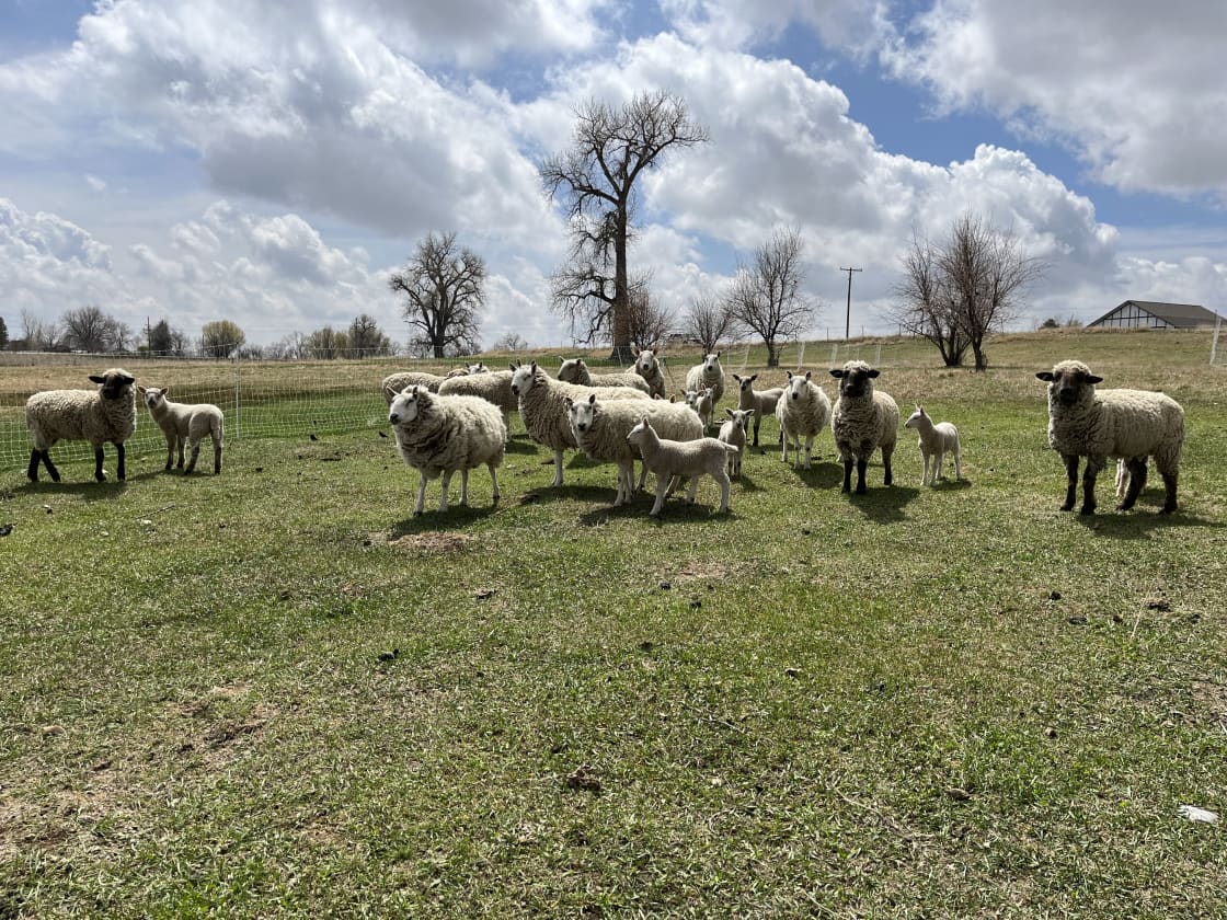 Sheep in the pasture.