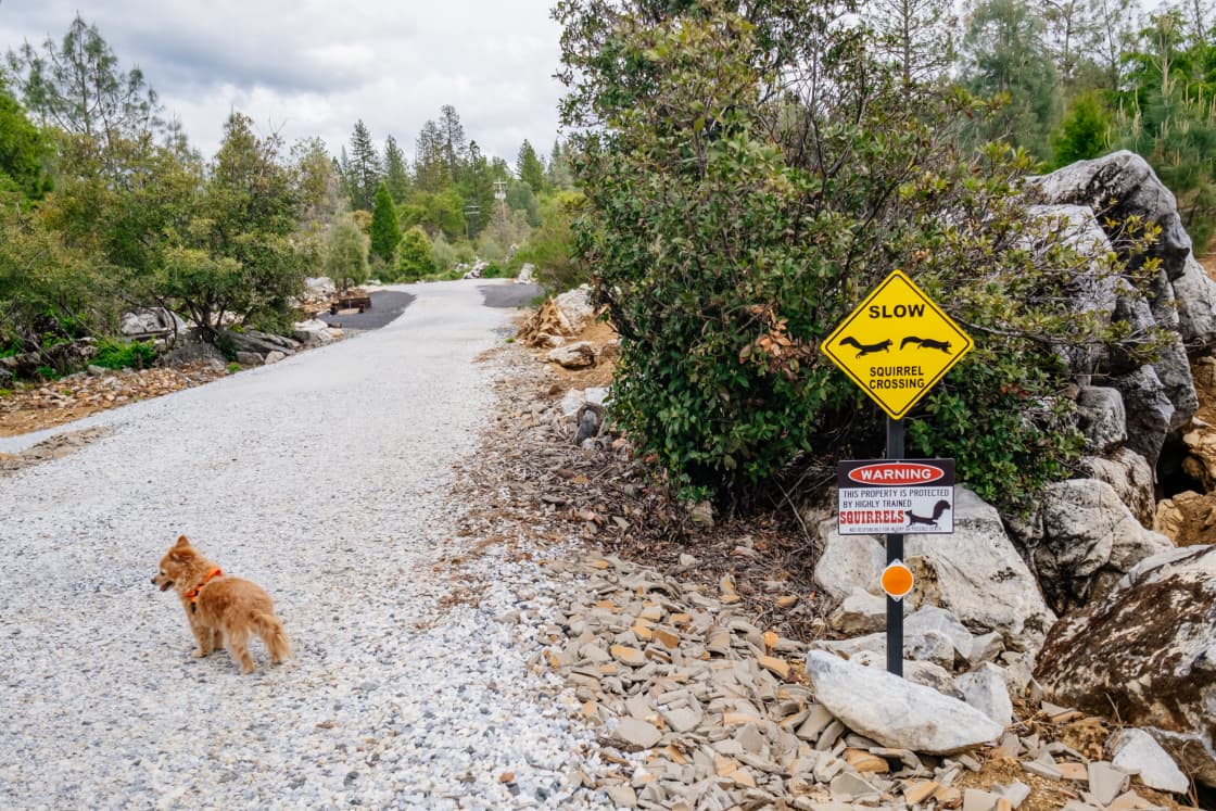 Squirrel crossing? or Tiny dog crossing?